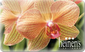 Heinen's
Gift&nbsp;Card